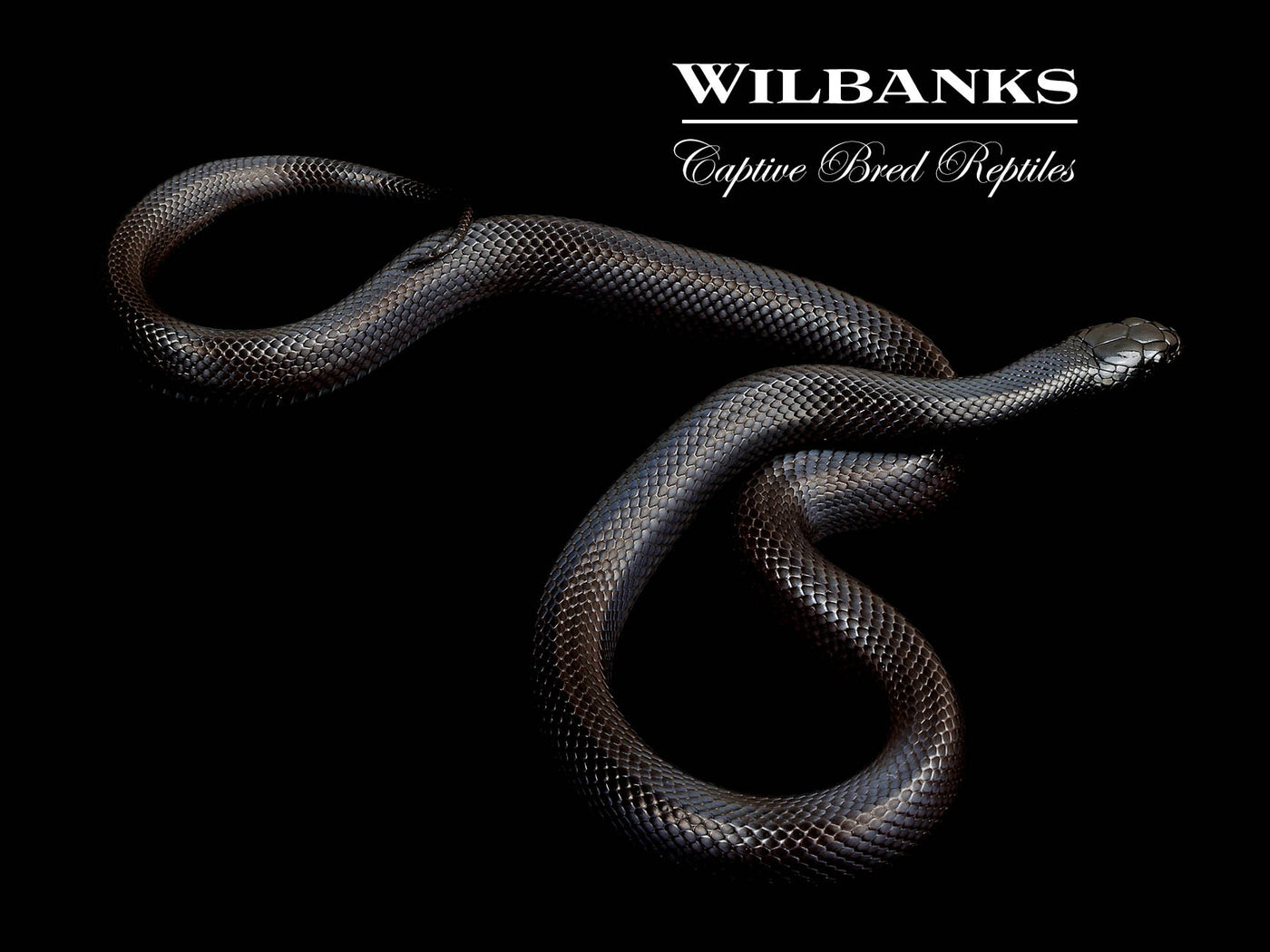 Mexican Black Kingsnake ♀ '24