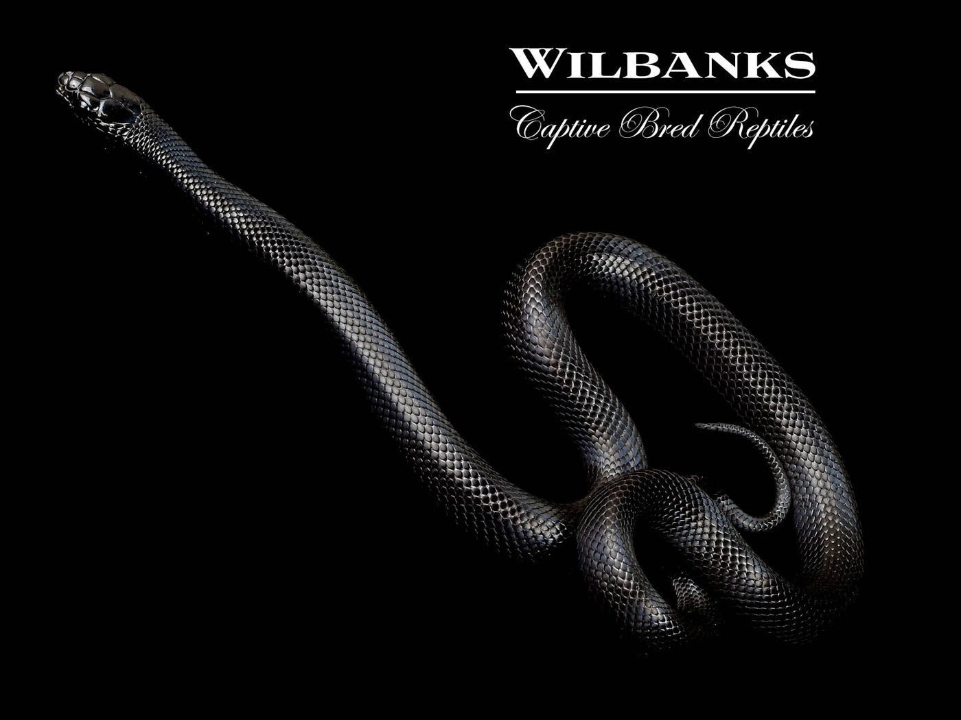 Mexican Black Kingsnake ♂ '24