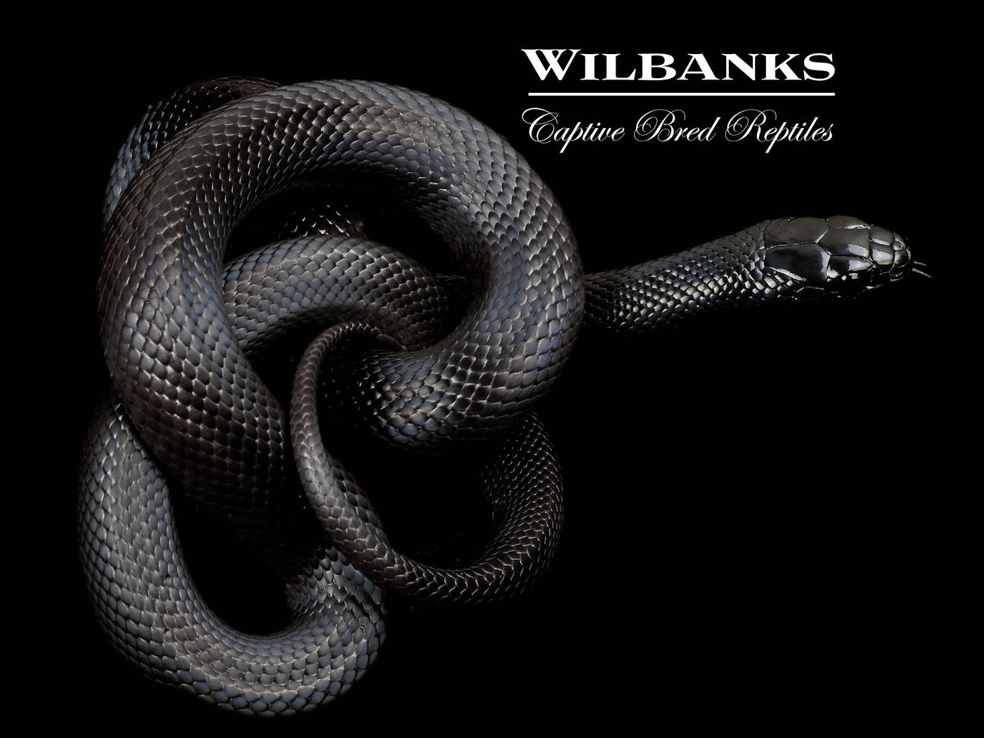 Mexican Black Kingsnake ♀ '24