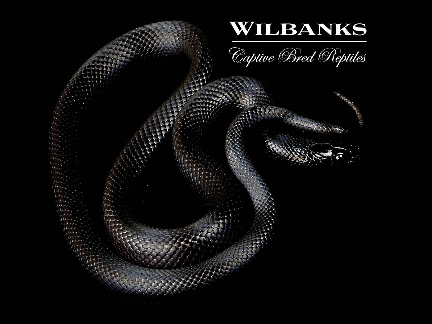 Mexican Black Kingsnake ♀ '24