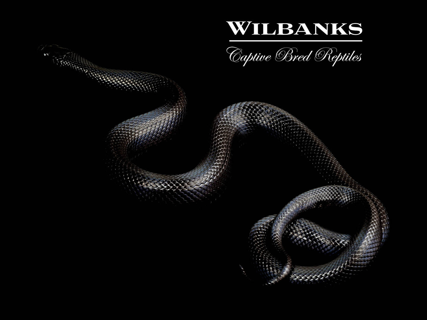 Mexican Black Kingsnake ♀ '24
