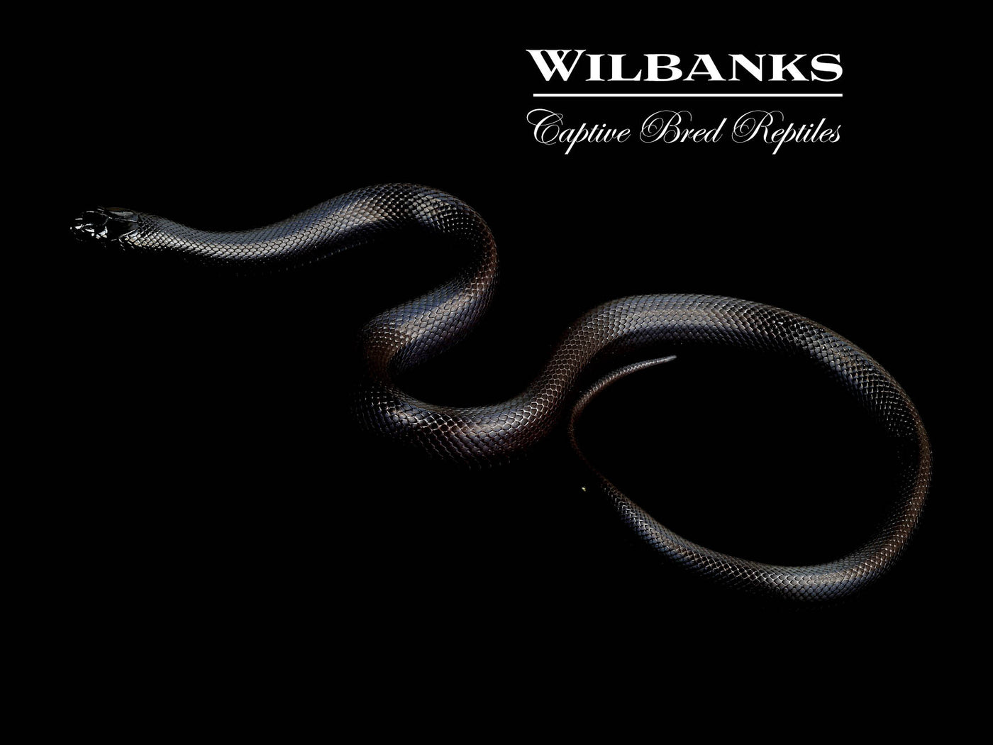 Mexican Black Kingsnake ♀ '24