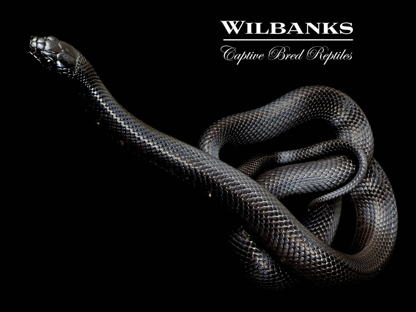 Mexican Black Kingsnake ♂ '24