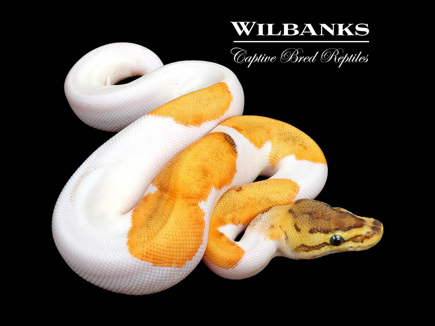 Fire Enchi Pinstripe Pied Ball Python ♀ '25