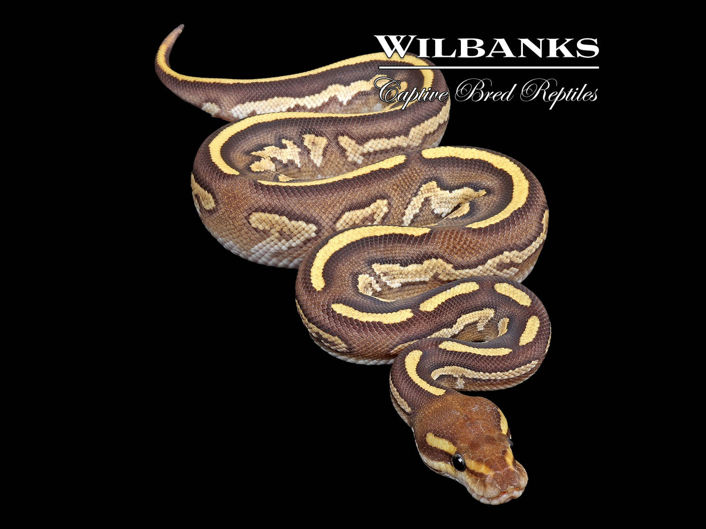 Mahogany Mojave Fire 100% Het. Hypo Ball Python ♂ '25