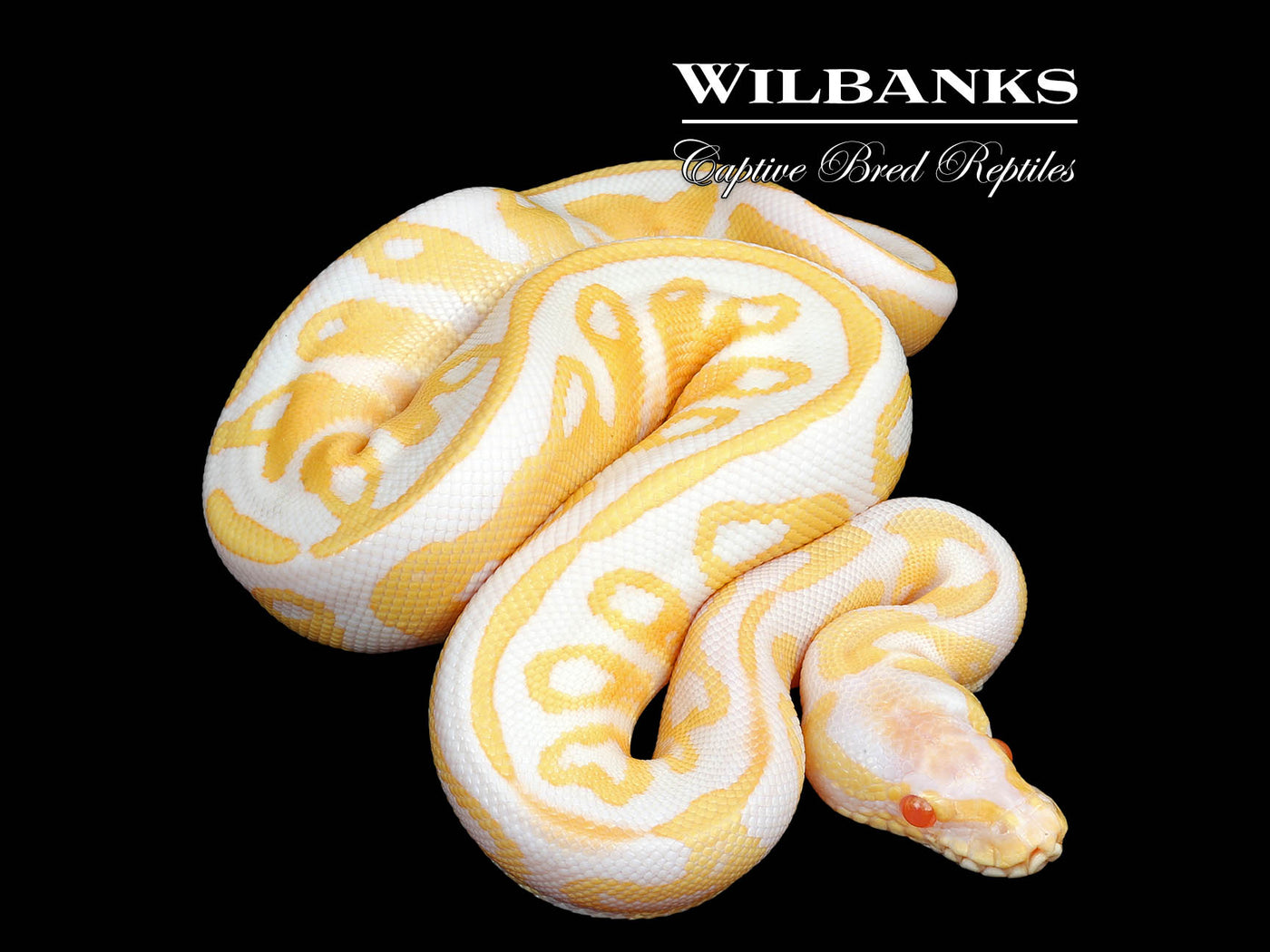 GHI Albino Leopard Ball Python ♂ '25