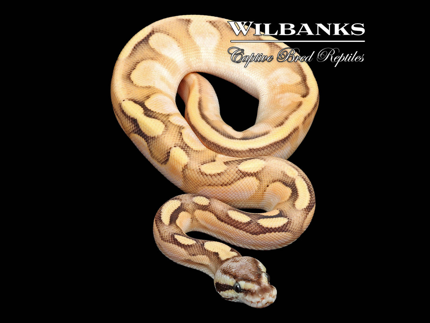 Orange Dream SugarFly Ball Python ♂ '25