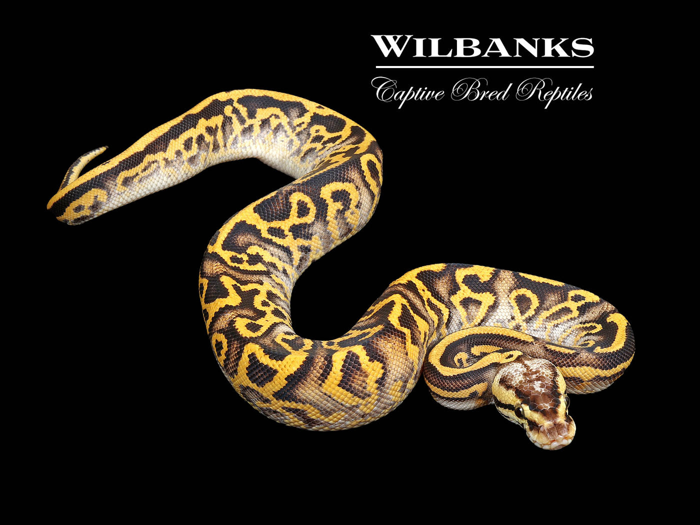 Super Gravel Pastel Leopard Ball Python ♀ '25