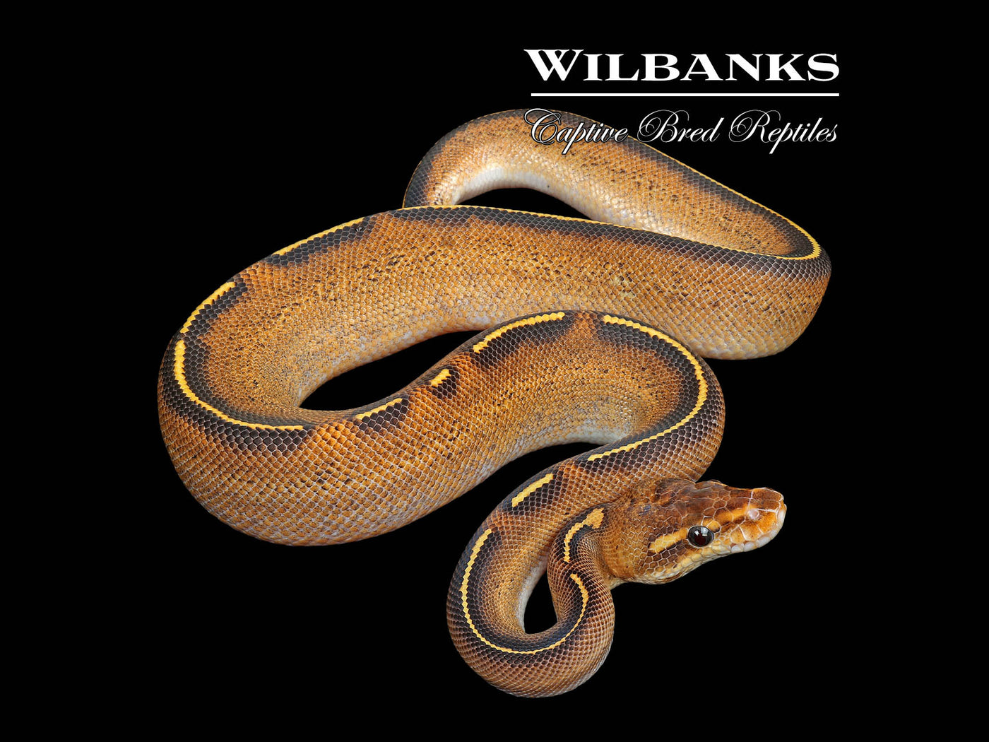 Stranger Freeway Ball Python ♂ '25