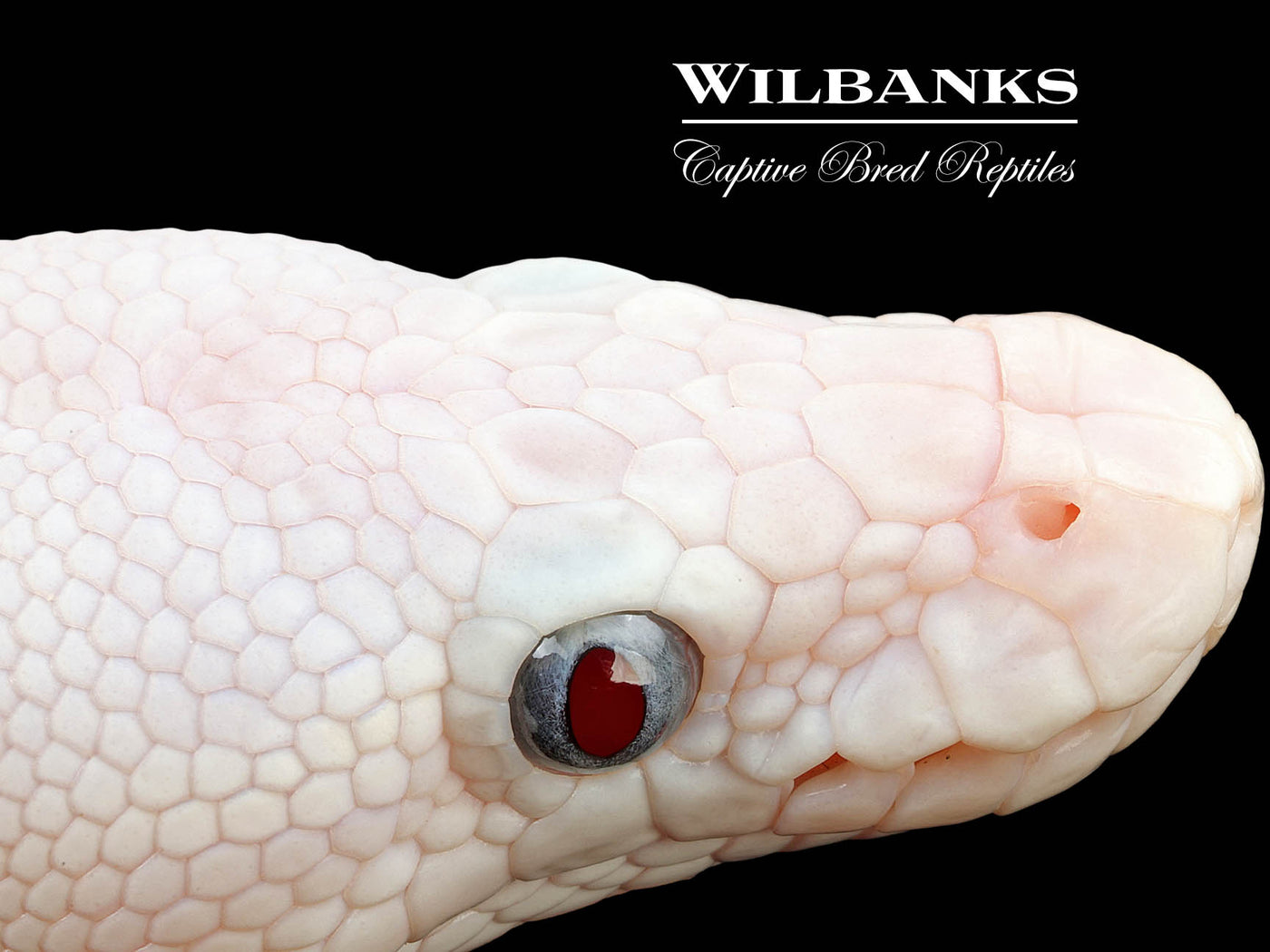 Blue Eyed Leucistic (Mojave Butter) Ball Python ♀ '25