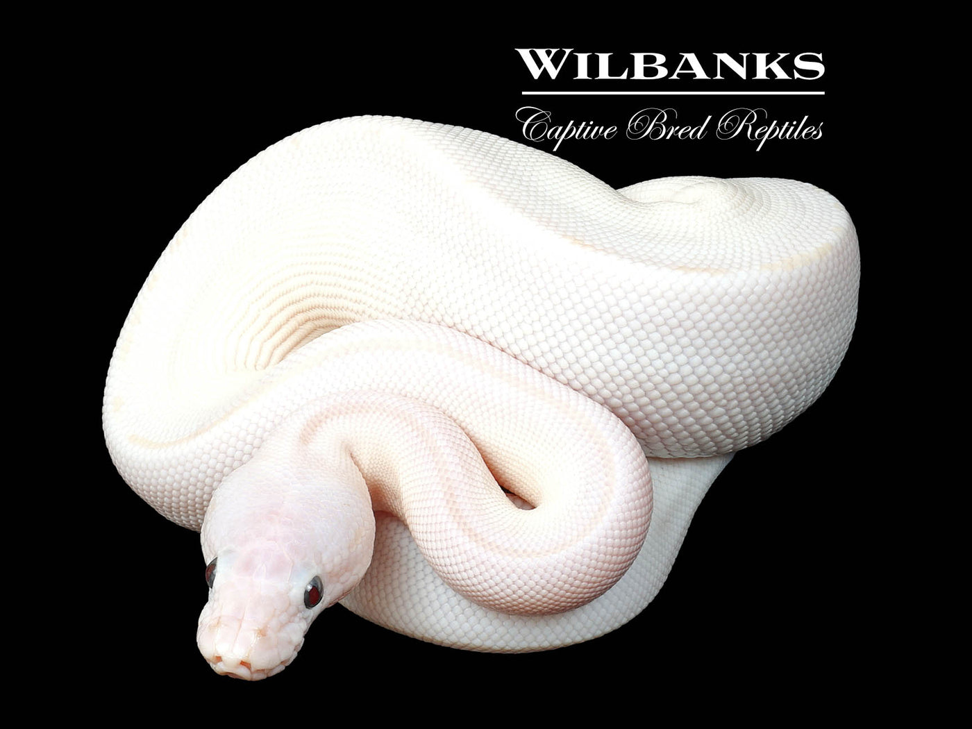 Blue Eyed Leucistic (Phantom Russo) Ball Python ♀ '25