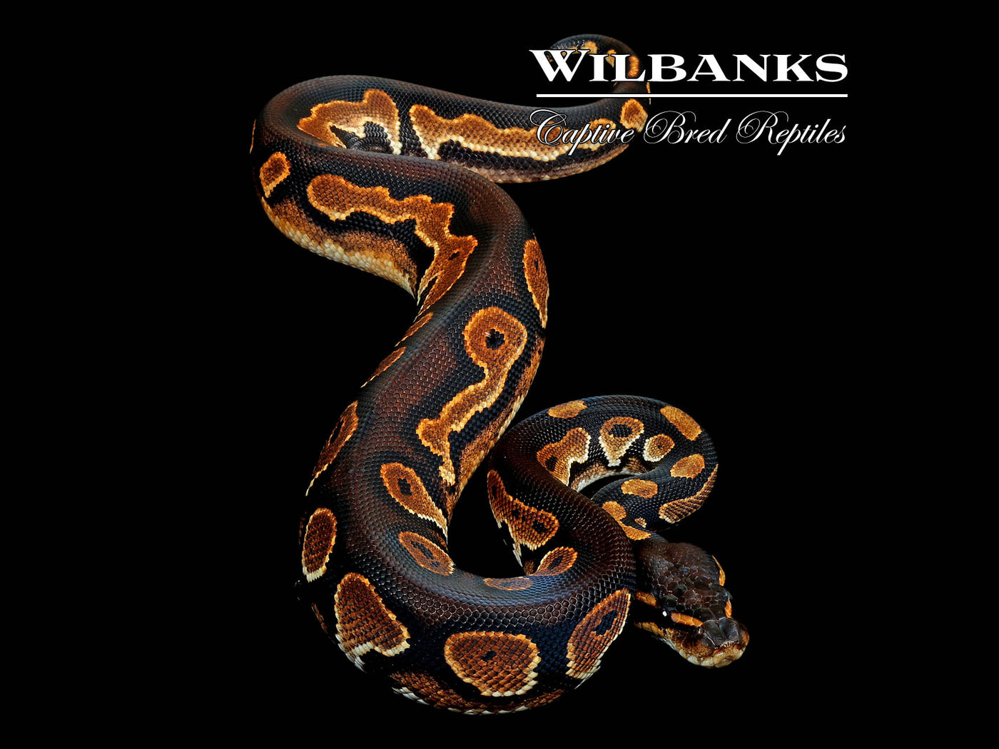 Blackhead Sugar Huffman Ball Python ♂ '25