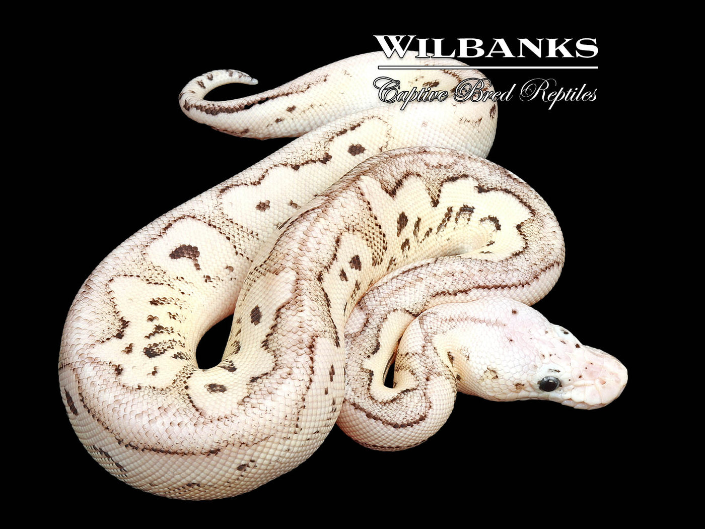 Pewter Fire Yellow Belly Clown Ball Python ♀ '25
