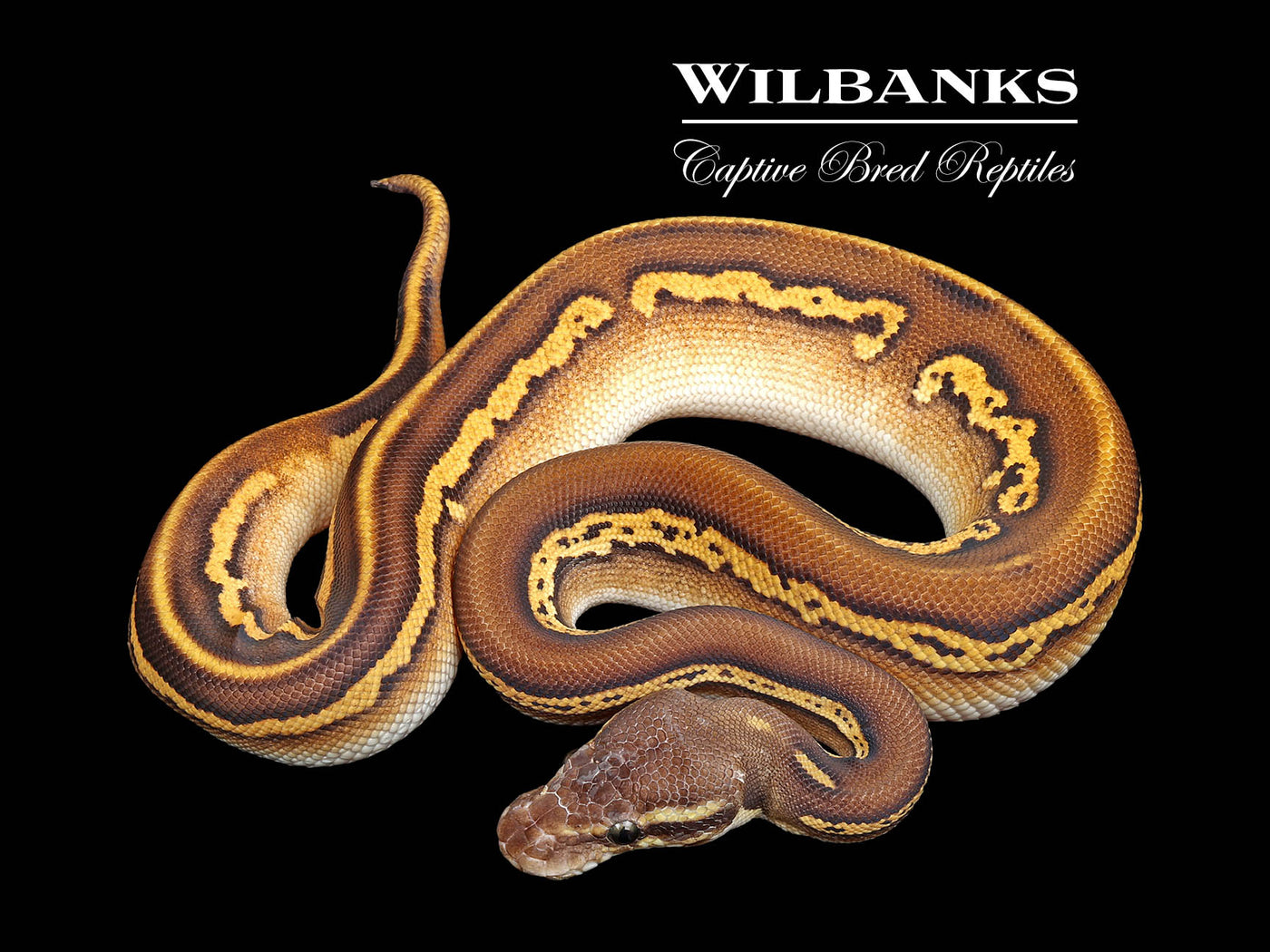 Blackhead Leopard Pastel Mojave 100% Het. Orange Crush Ball Python ♂ '25