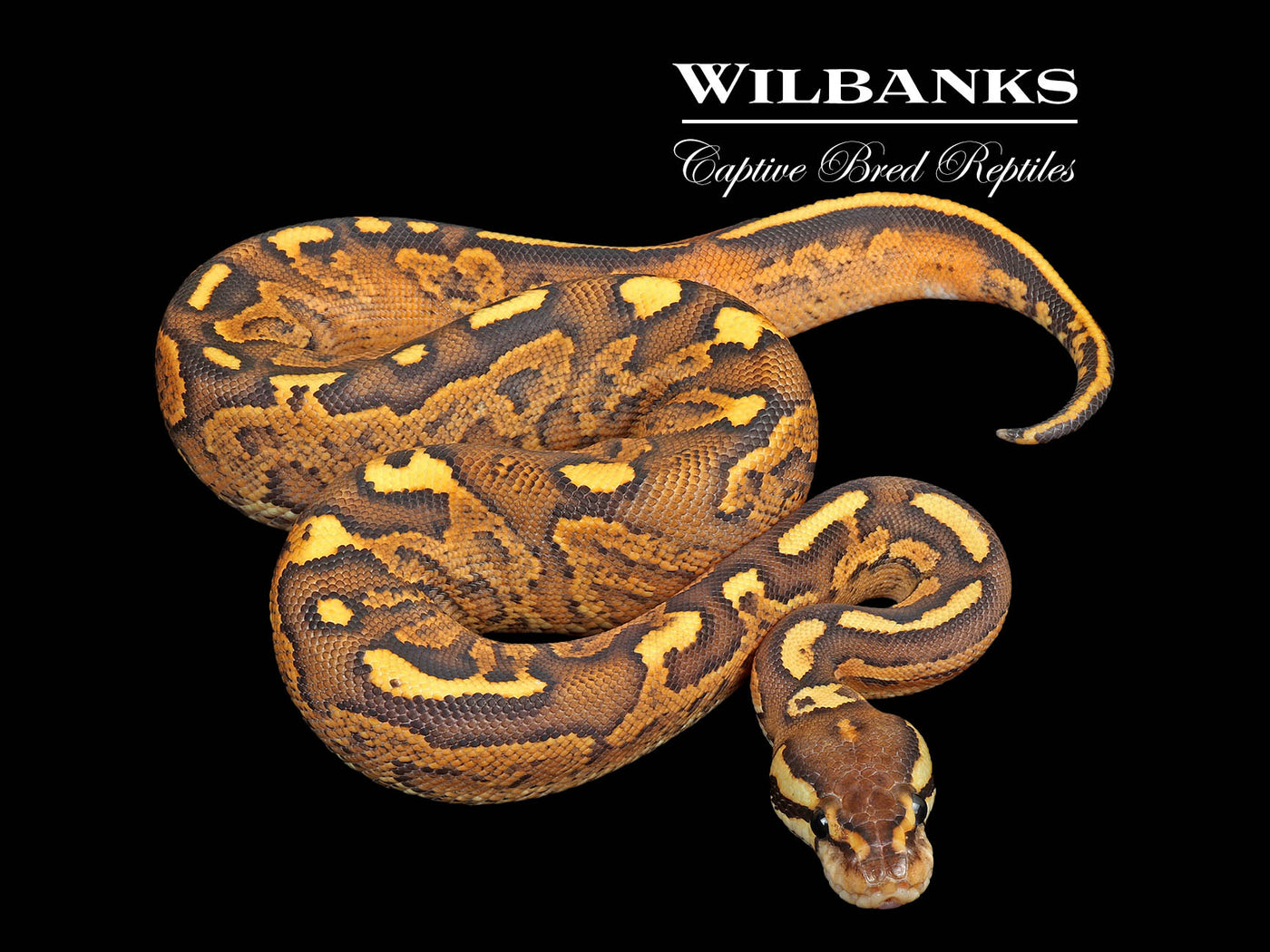 Black Fire Yellow Belly or Asphalt Ball Python ♀ '25