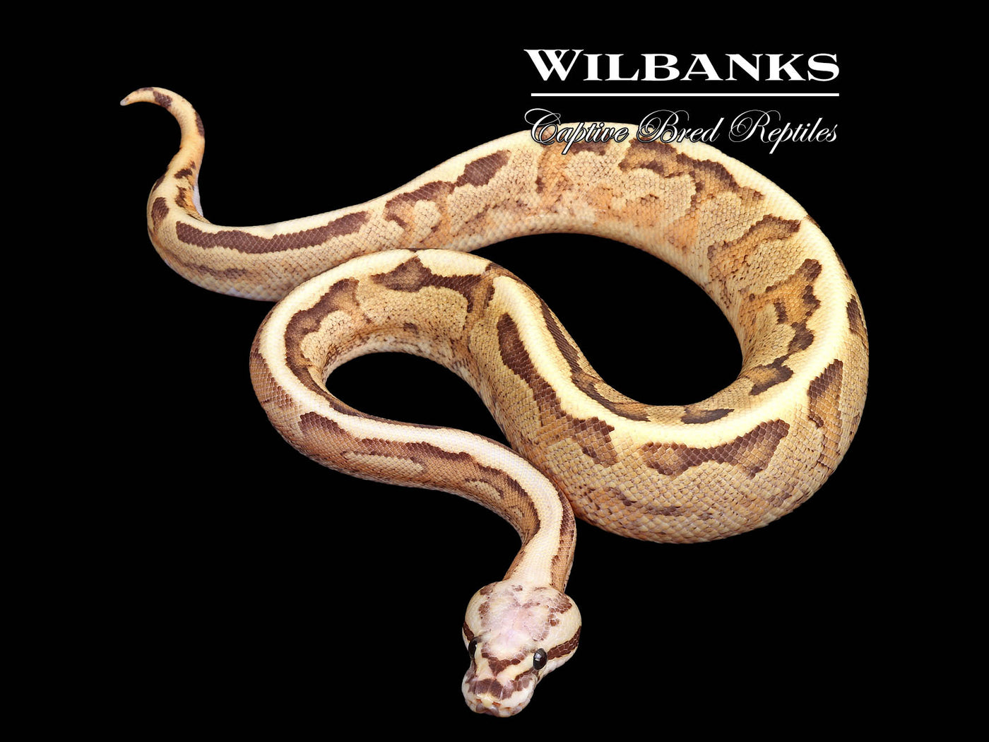 Vanilla Cream Ball Python ♂ '25