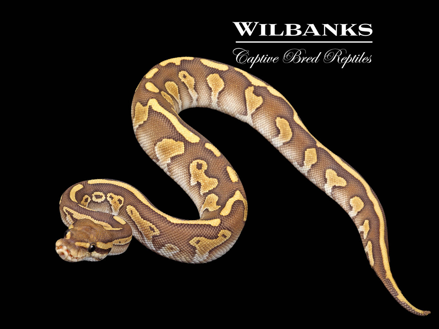 Butter Leopard Orange Crush Ball Python ♀ '25