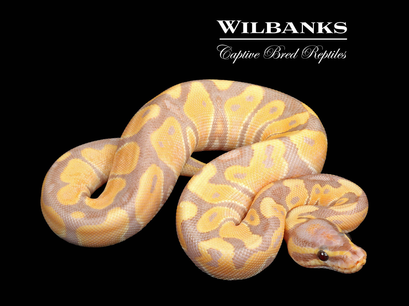 Banana Ball Python ♀ '25