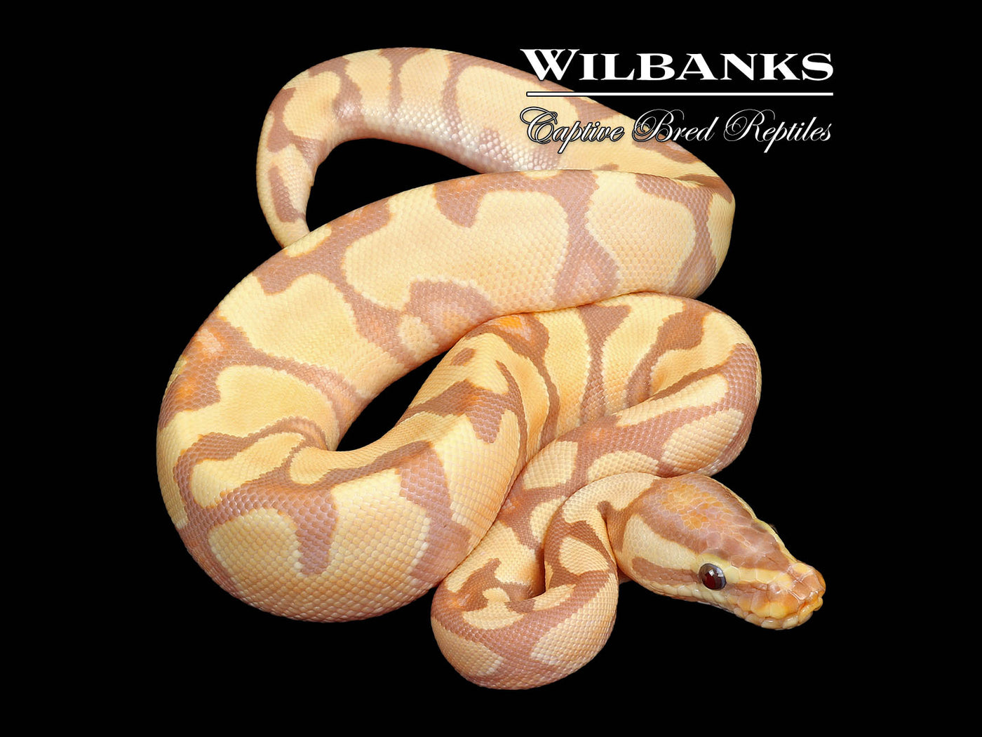 Banana Enchi Yellow Belly Ball Python ♀ '25