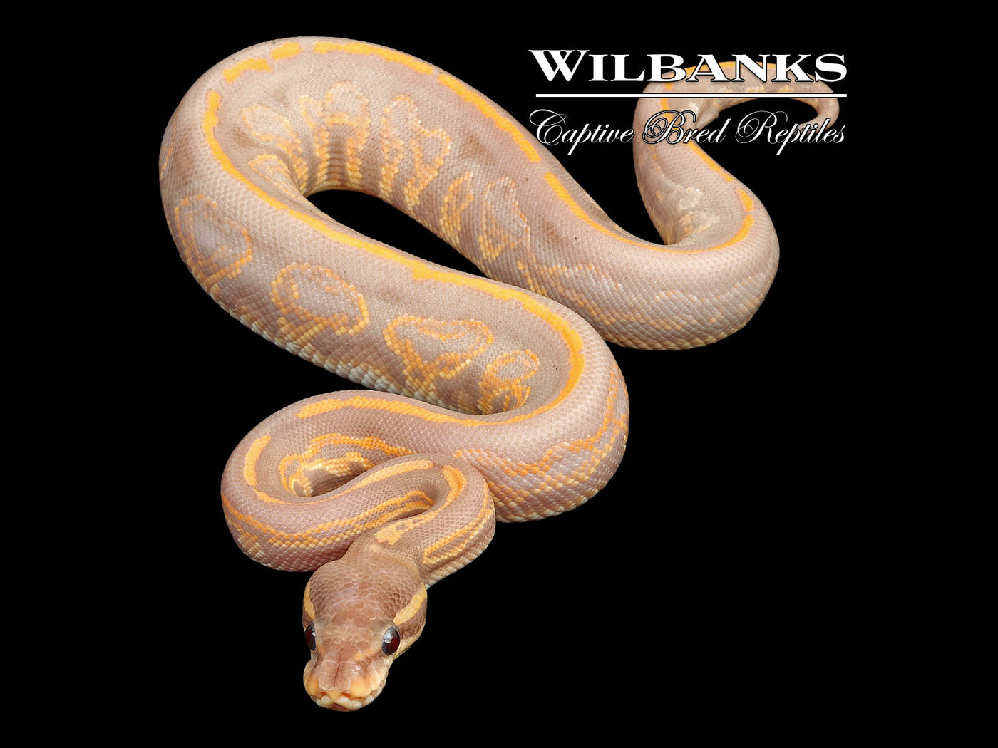Banana Blackhead Black Pastel Ball Python ♂ '25