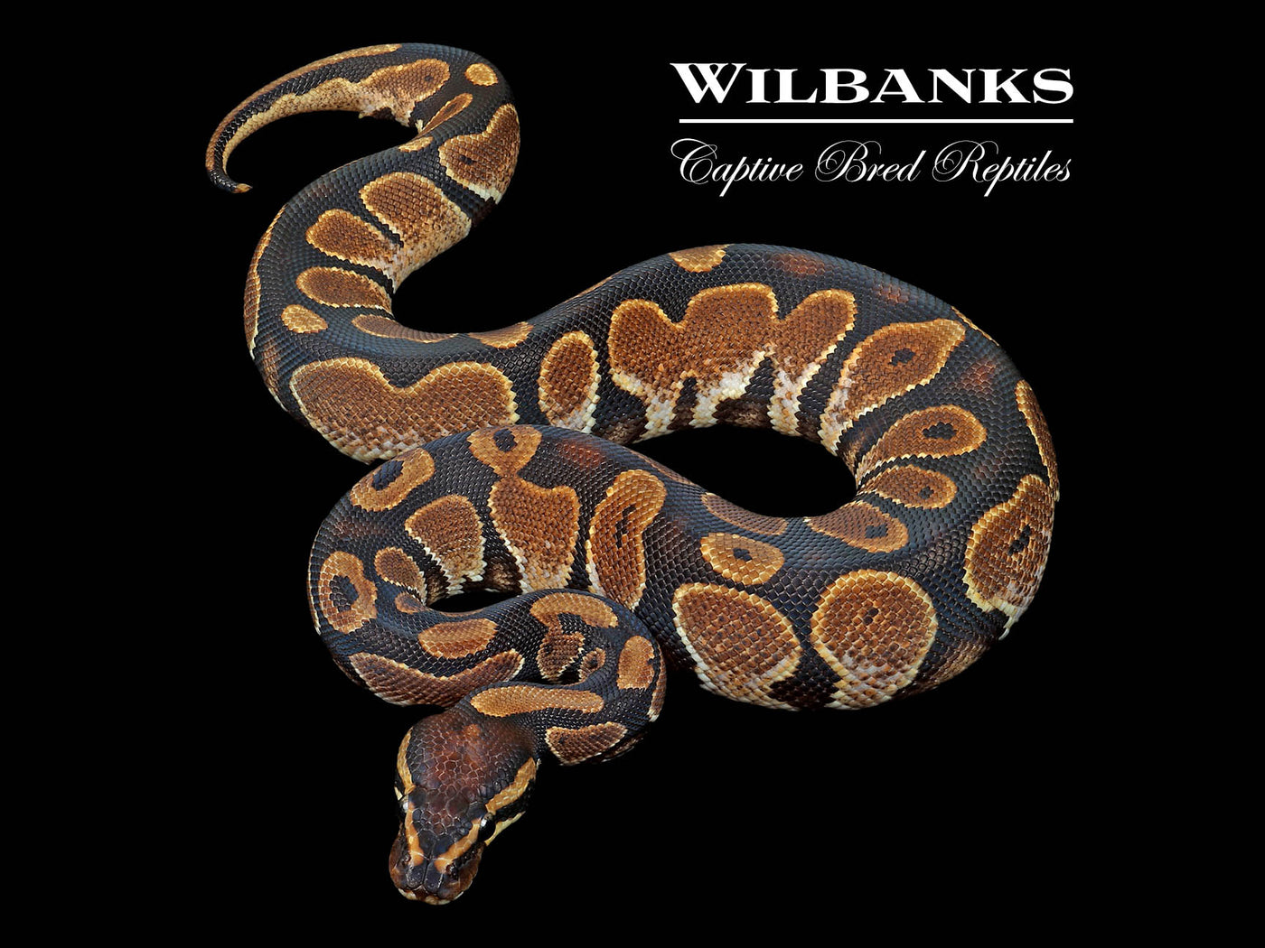 Sugar Ball Python ♂ '24