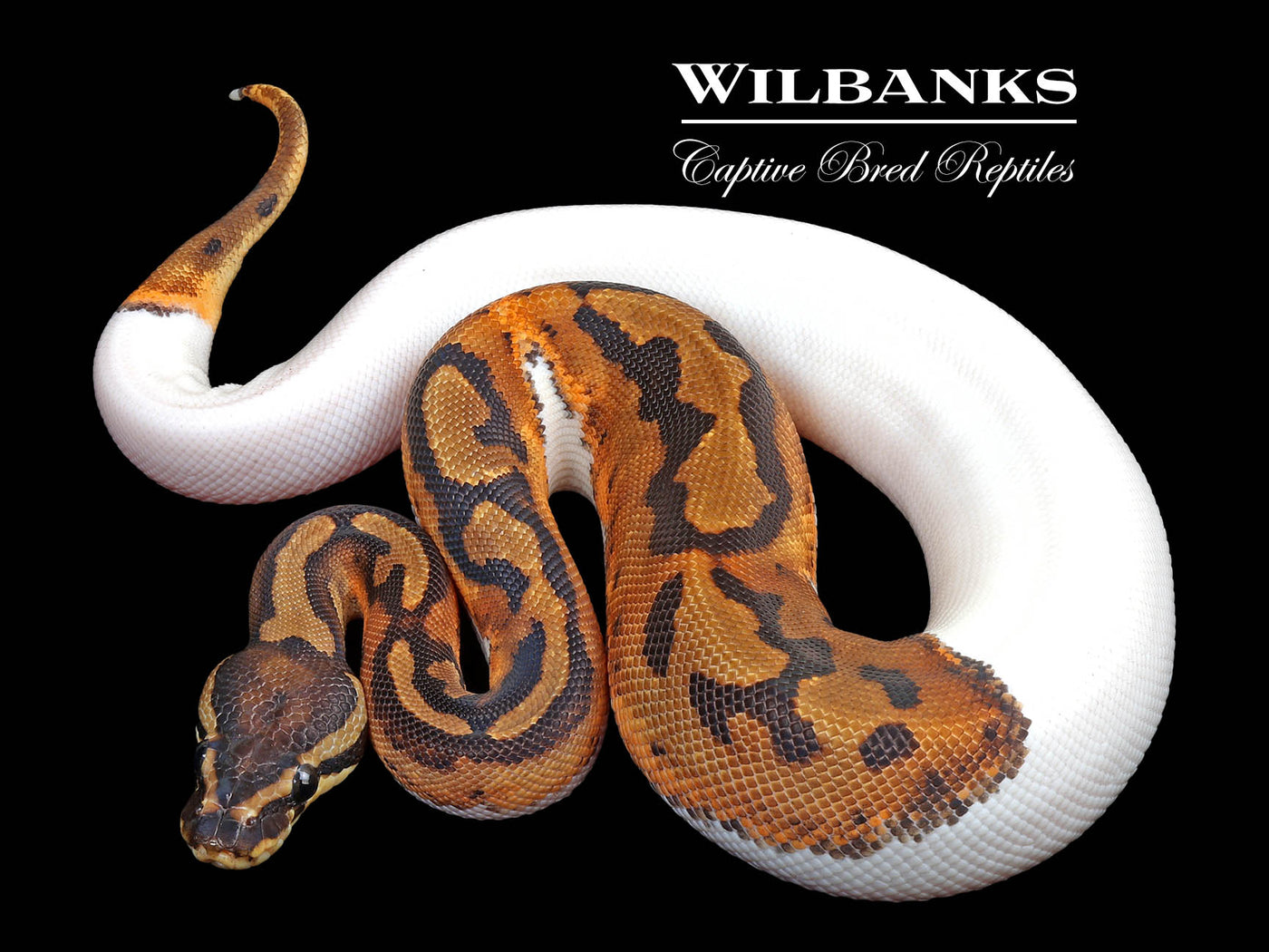 Pied Ball Python ♀ '24
