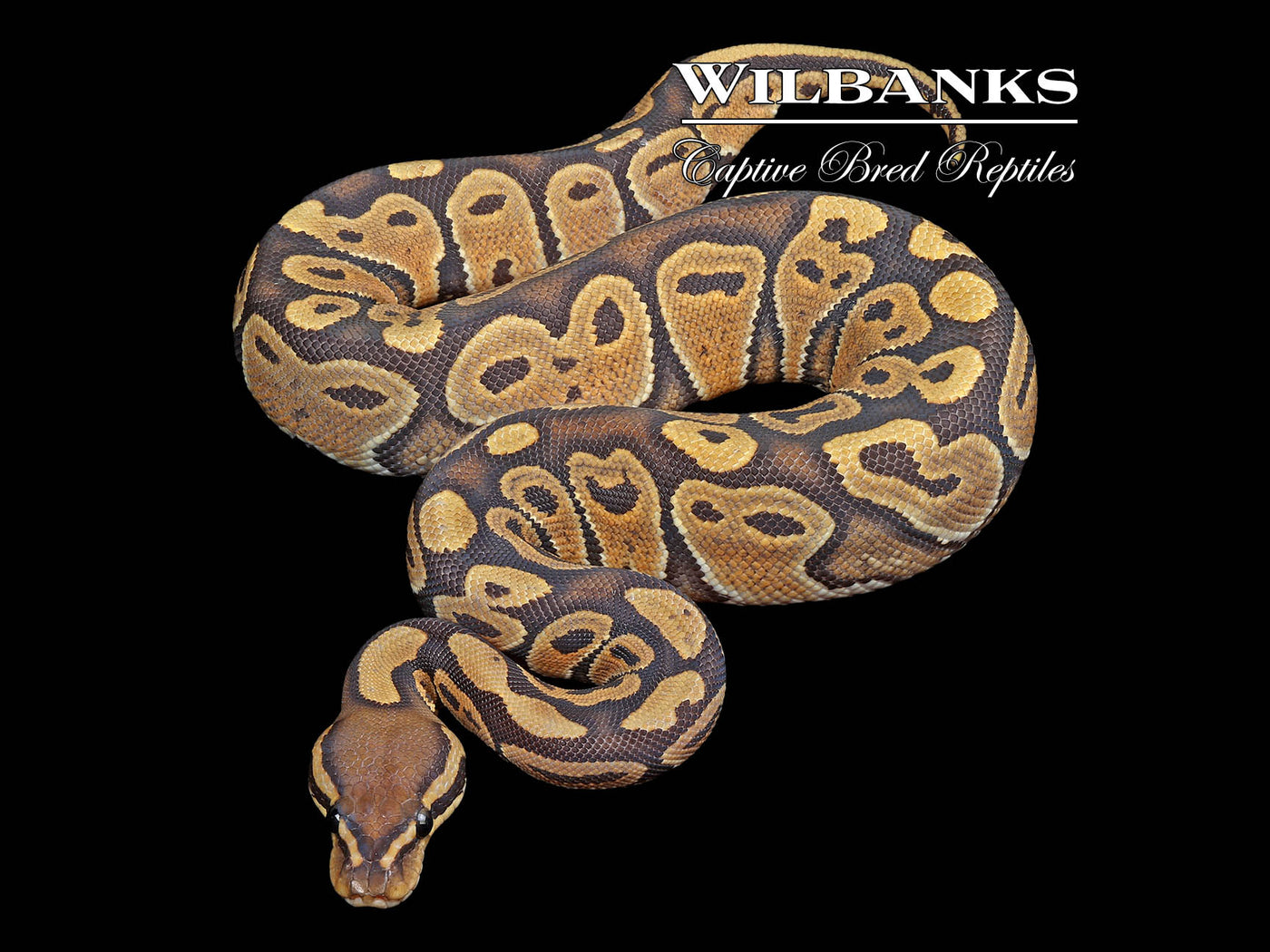 Orange Crush Ball Python ♀ '24