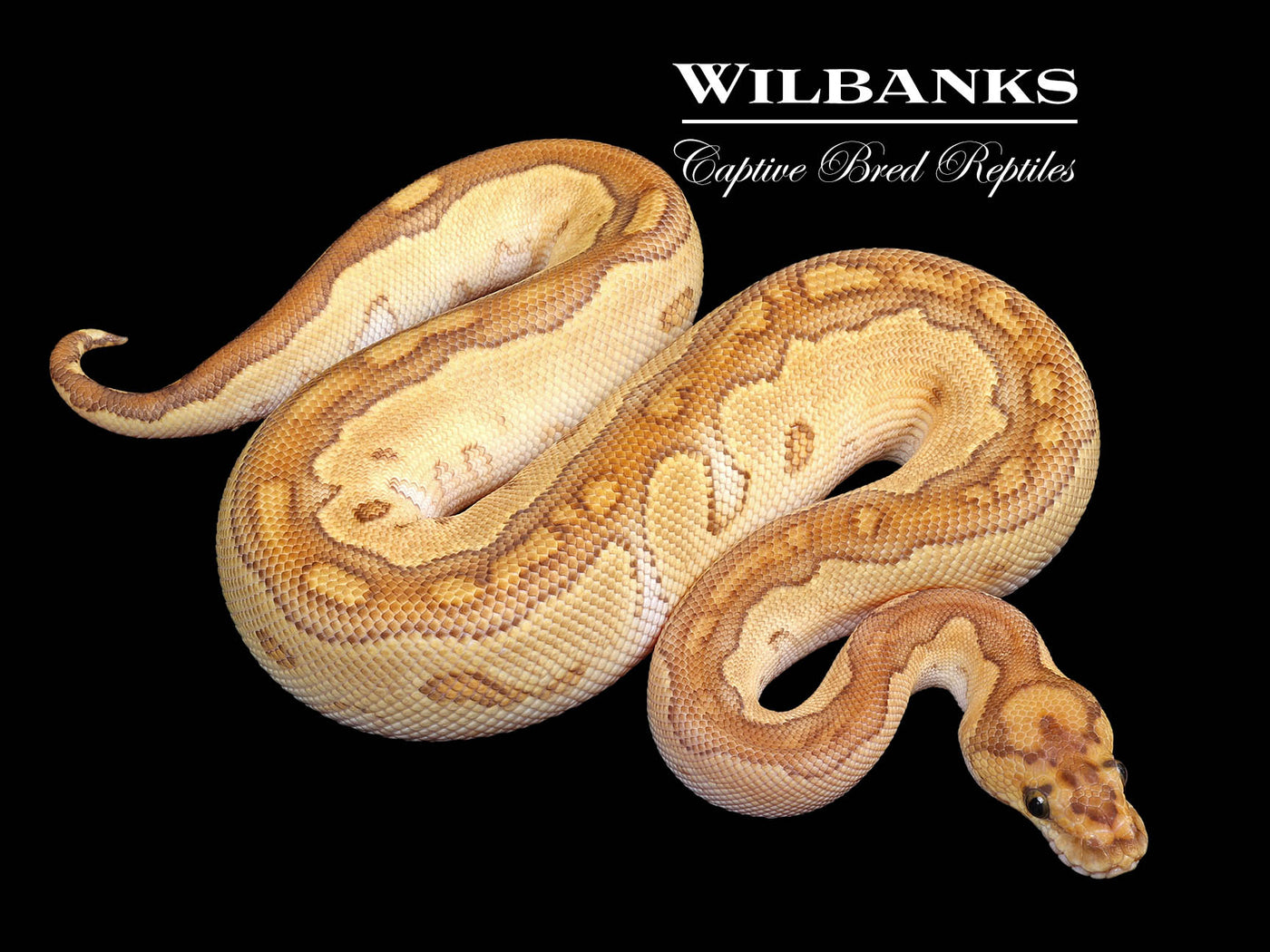 Butter Clown Ball Python ♂ '24