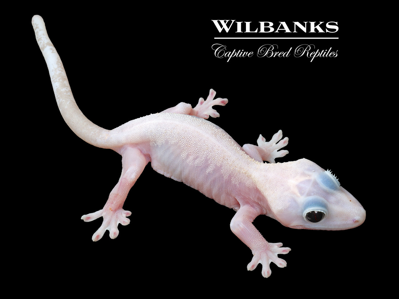 Super Fire aka Black Eyed Leucistic Crested Gecko ♀ '25