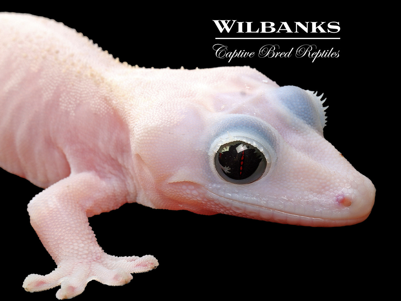 Super Fire aka Black Eyed Leucistic Crested Gecko ♀ '25