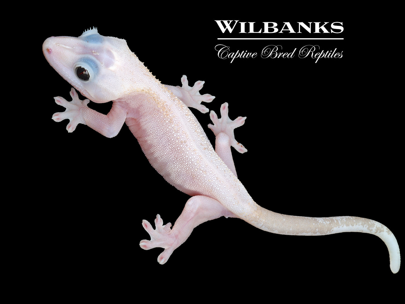 Super Fire aka Black Eyed Leucistic Crested Gecko ♀ '25