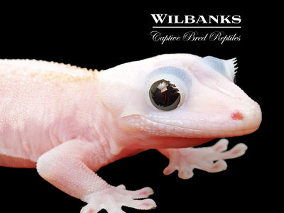 Super Fire aka Black Eyed Leucistic Crested Gecko ♀ '25