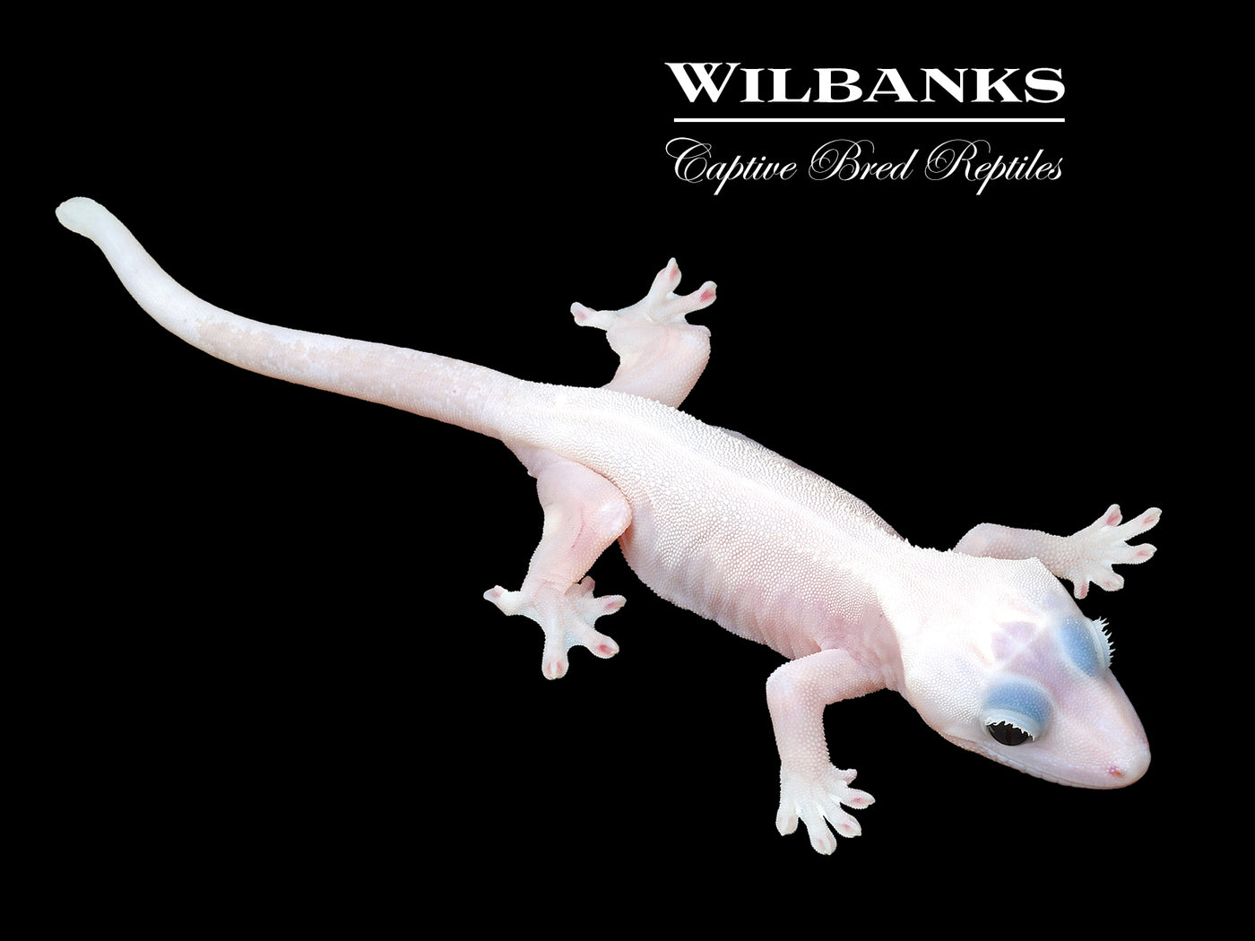 Super Fire aka Black Eyed Leucistic Crested Gecko ♀ '25