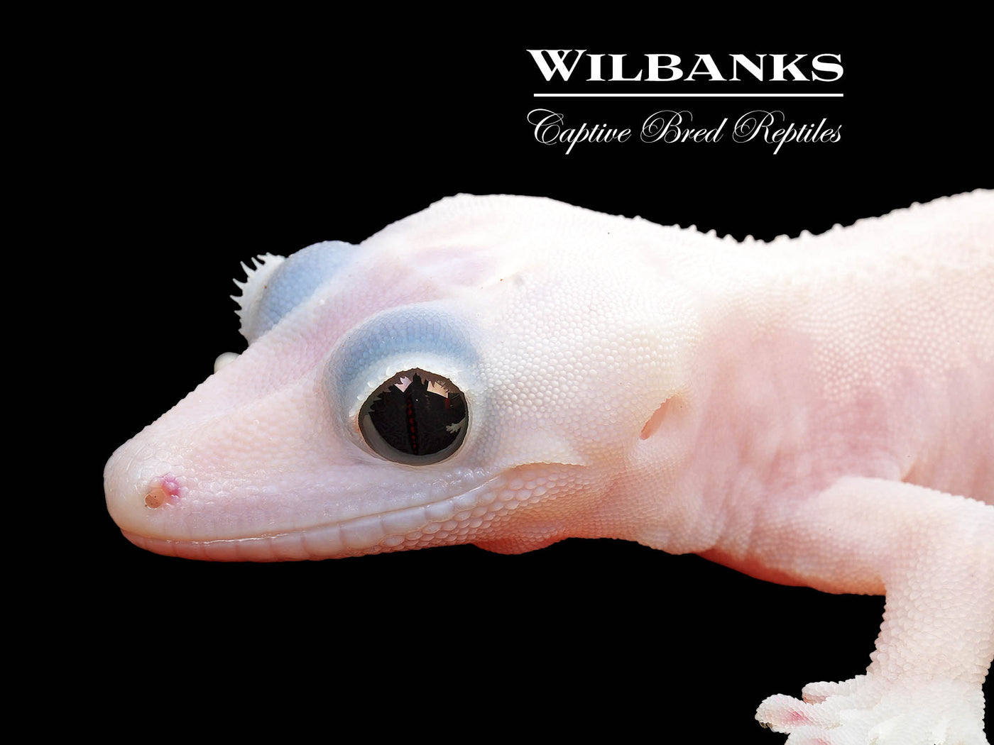 Super Fire aka Black Eyed Leucistic Crested Gecko ♀ '25