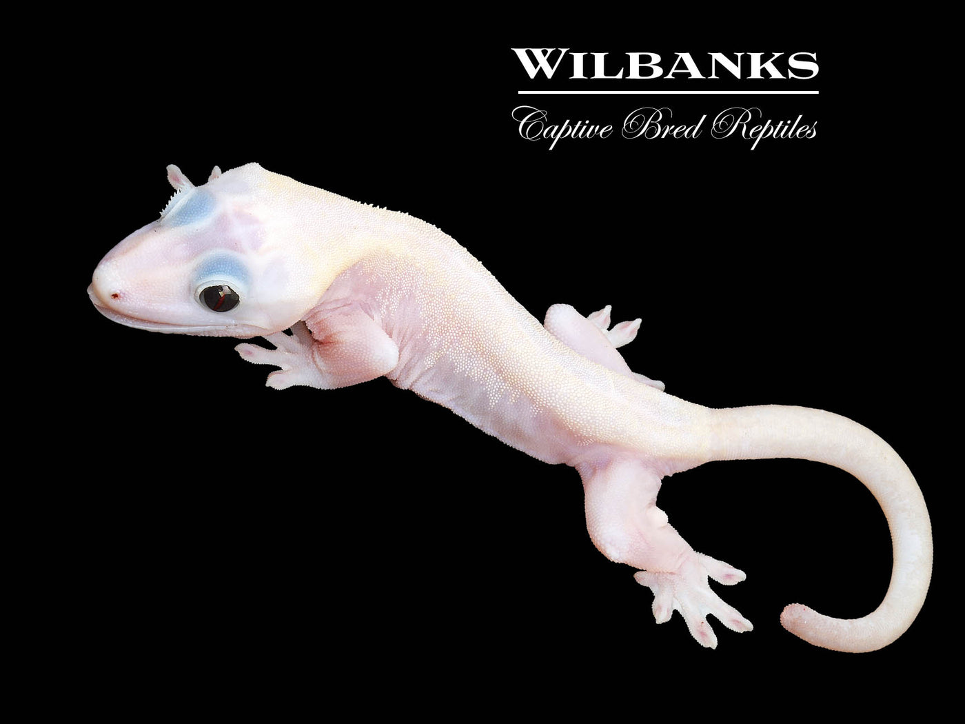 Super Fire aka Black Eyed Leucistic Crested Gecko ♀ '25