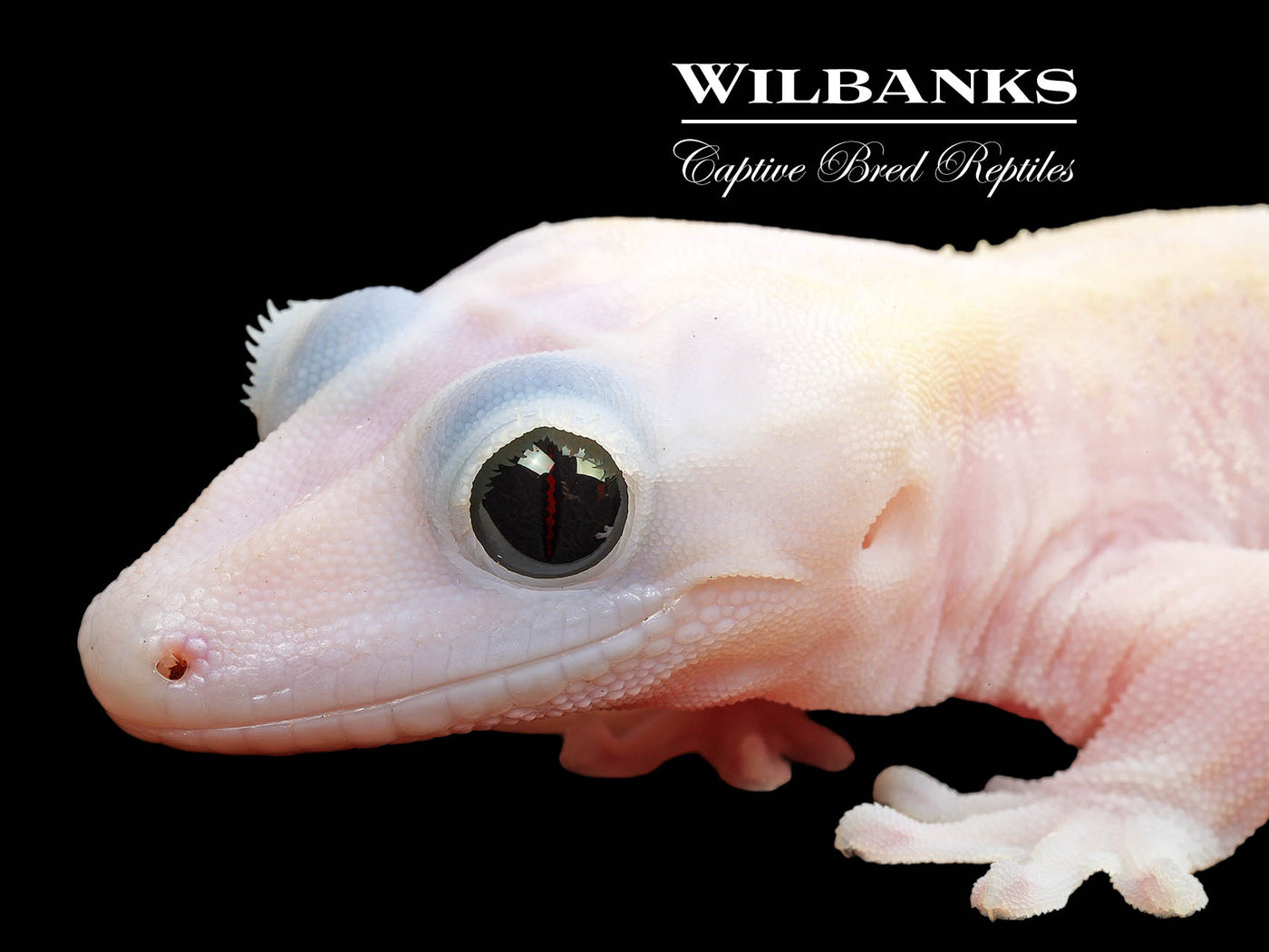 Super Fire aka Black Eyed Leucistic Crested Gecko ♀ '25