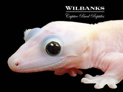 Super Fire aka Black Eyed Leucistic Crested Gecko ♀ '25