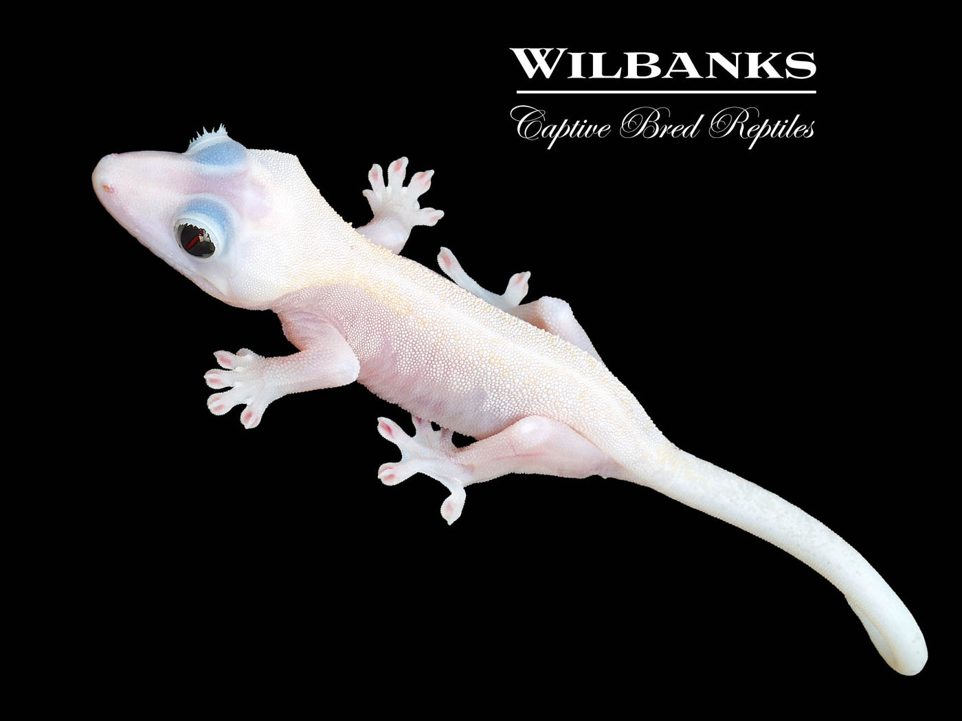 Super Fire aka Black Eyed Leucistic Crested Gecko ♂ '25