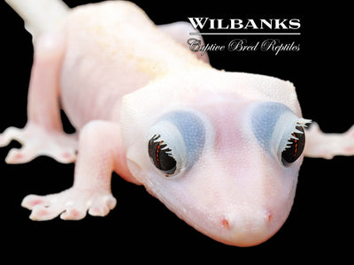 Super Fire aka Black Eyed Leucistic Crested Gecko ♂ '25