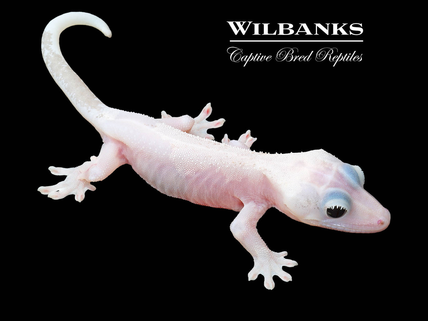 Super Fire aka Black Eyed Leucistic Crested Gecko ♀ '25