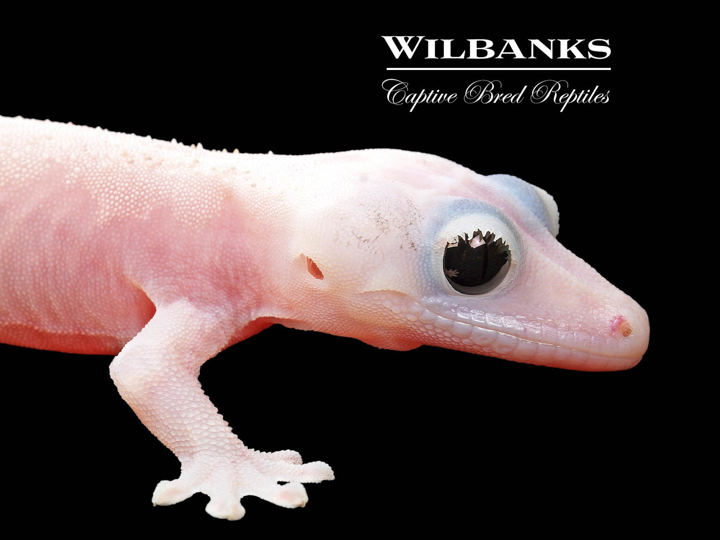 Super Fire aka Black Eyed Leucistic Crested Gecko ♀ '25