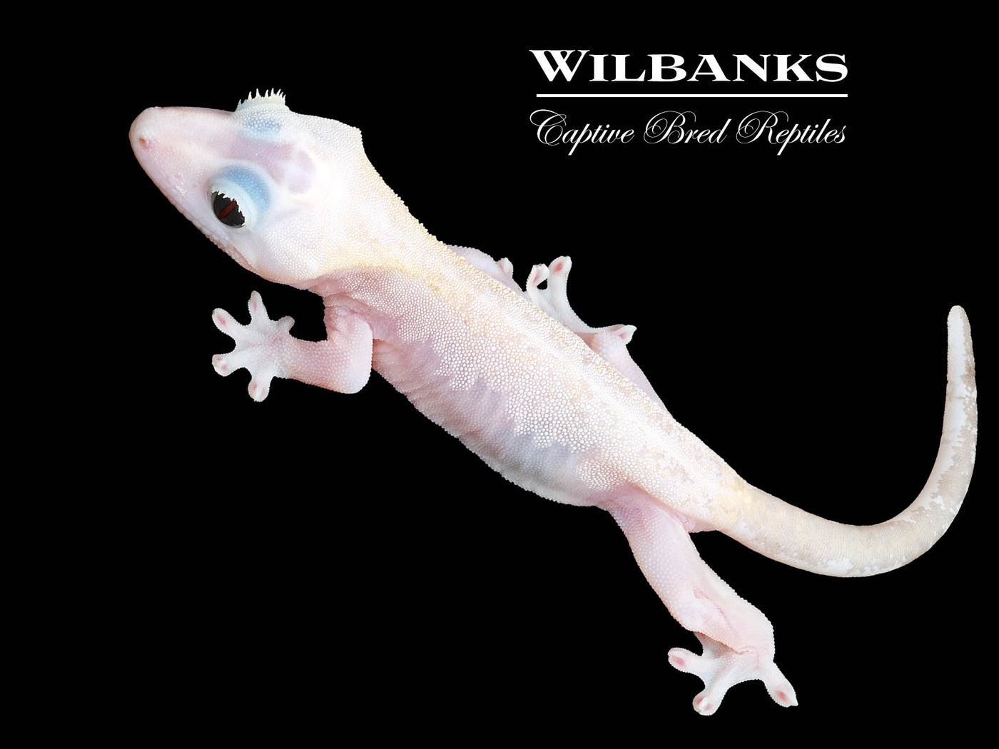 Super Fire aka Black Eyed Leucistic Crested Gecko ♀ '25
