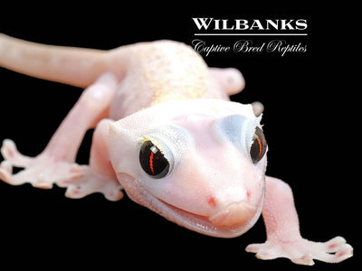 Super Fire aka Black Eyed Leucistic Crested Gecko ♀ '25