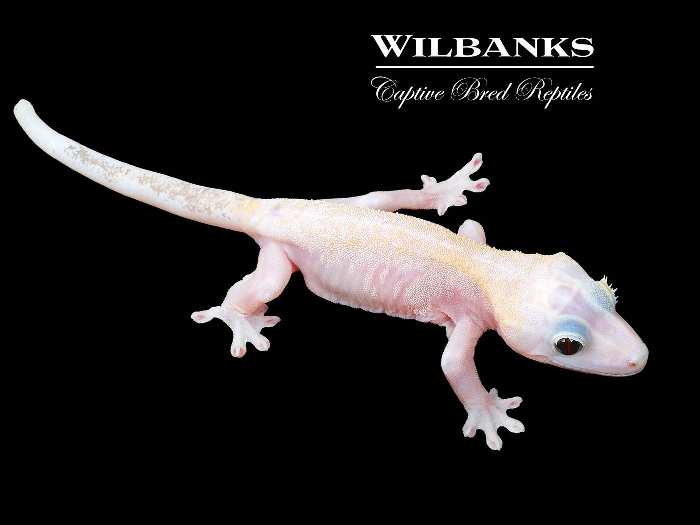 Super Fire aka Black Eyed Leucistic Crested Gecko ♀ '25