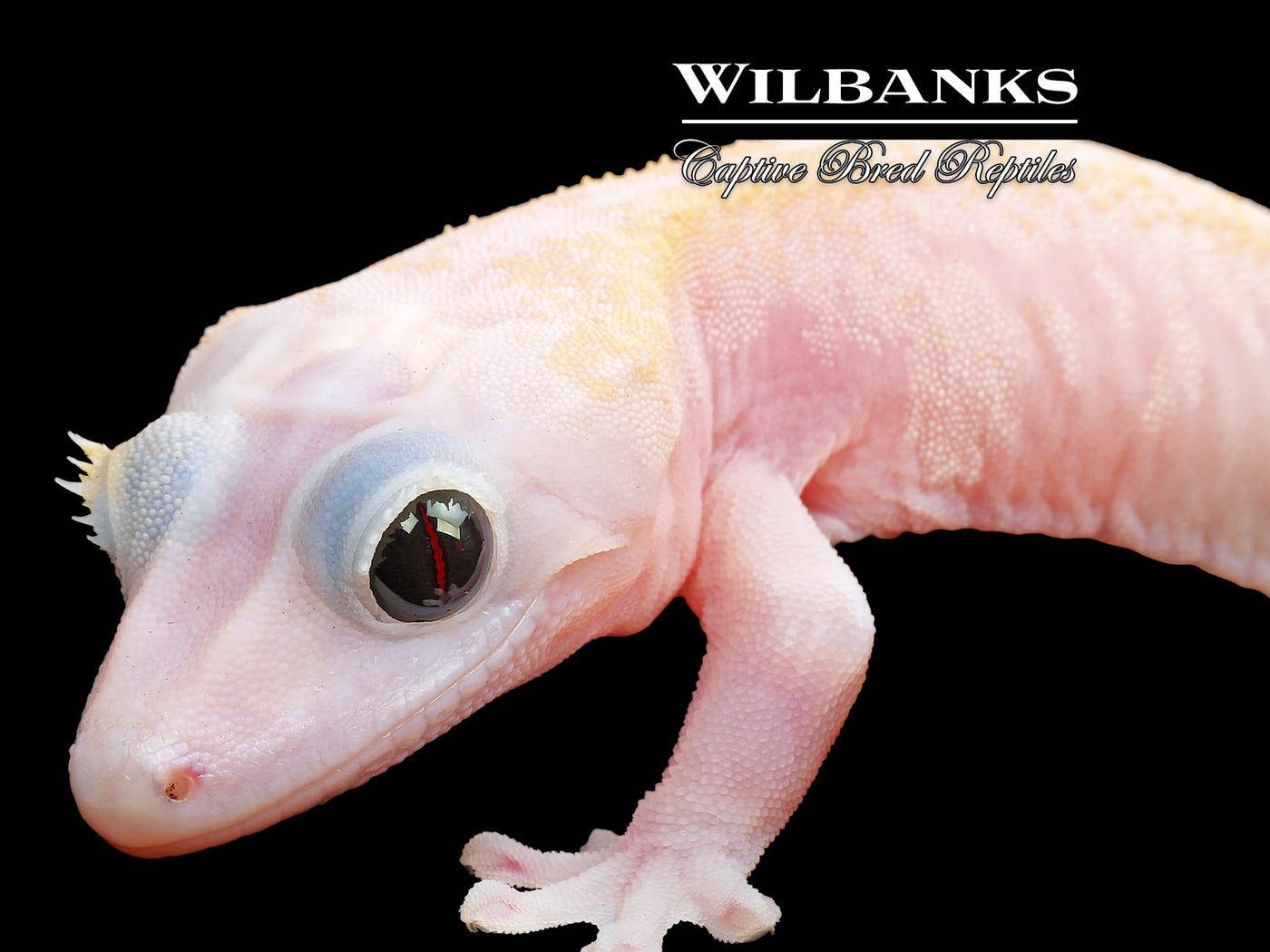 Super Fire aka Black Eyed Leucistic Crested Gecko ♀ '25