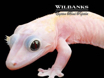 Super Fire aka Black Eyed Leucistic Crested Gecko ♀ '25