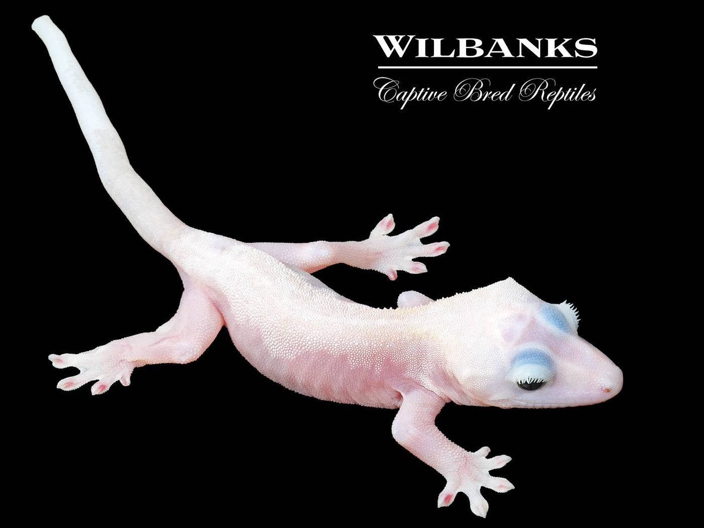 Super Fire aka Black Eyed Leucistic Crested Gecko ♂ '25