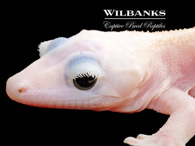 Super Fire aka Black Eyed Leucistic Crested Gecko ♂ '25