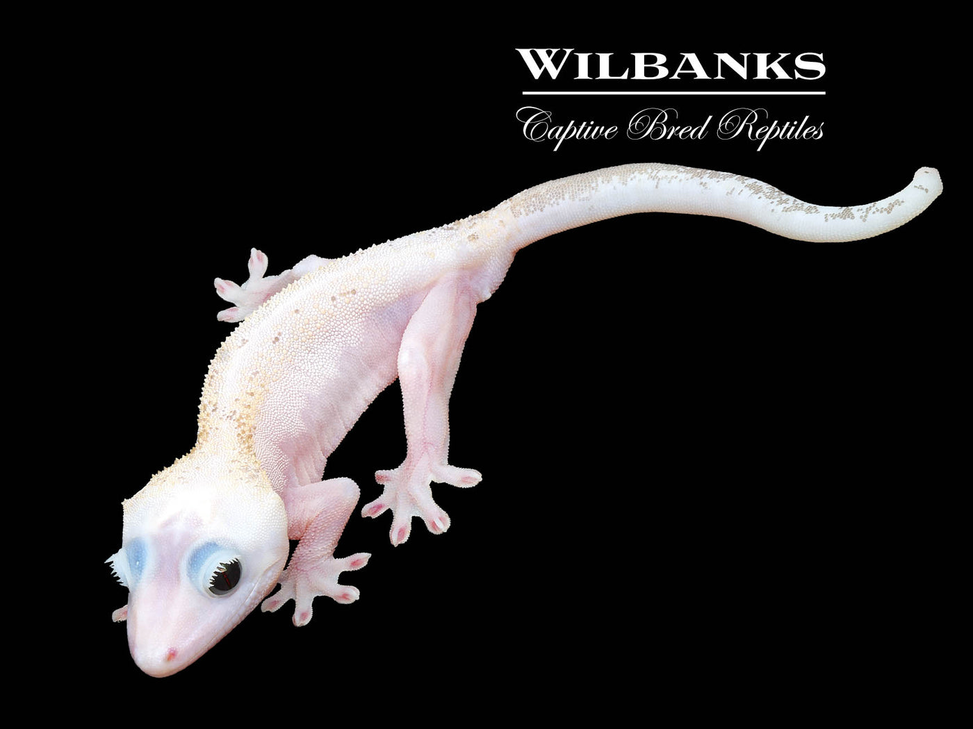 Super Fire aka Black Eyed Leucistic Crested Gecko ♂ '25