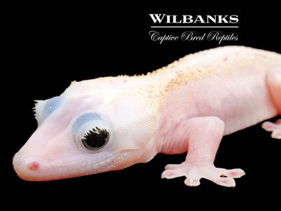 Super Fire aka Black Eyed Leucistic Crested Gecko ♂ '25
